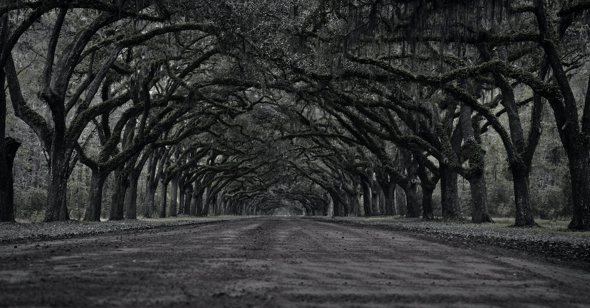 Dark Oak Trees are not growing even though all requirements are met - A Dirt Road Between Trees