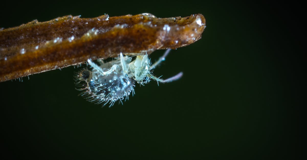 Dark Souls 2 scholar of the first sin repetitive growling bug - Tilt Shift Lens Photography of Gray Insect Dark Souls 2 scholar of the first sin repetitive growling bug - Tilt Shift Lens Photography of Gray Insect