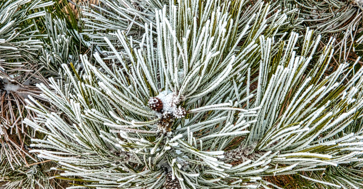 Darksiders 2 freezing - A Snow Covered Mountain Pine Plant Darksiders 2 freezing - A Snow Covered Mountain Pine Plant