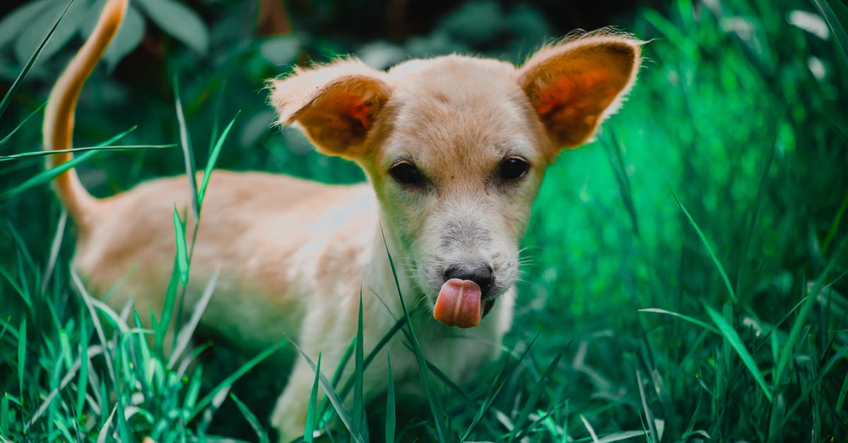 Data Tag For Dogs/Wolfs tail - Data Tag For Dogs/Wolfs tail -