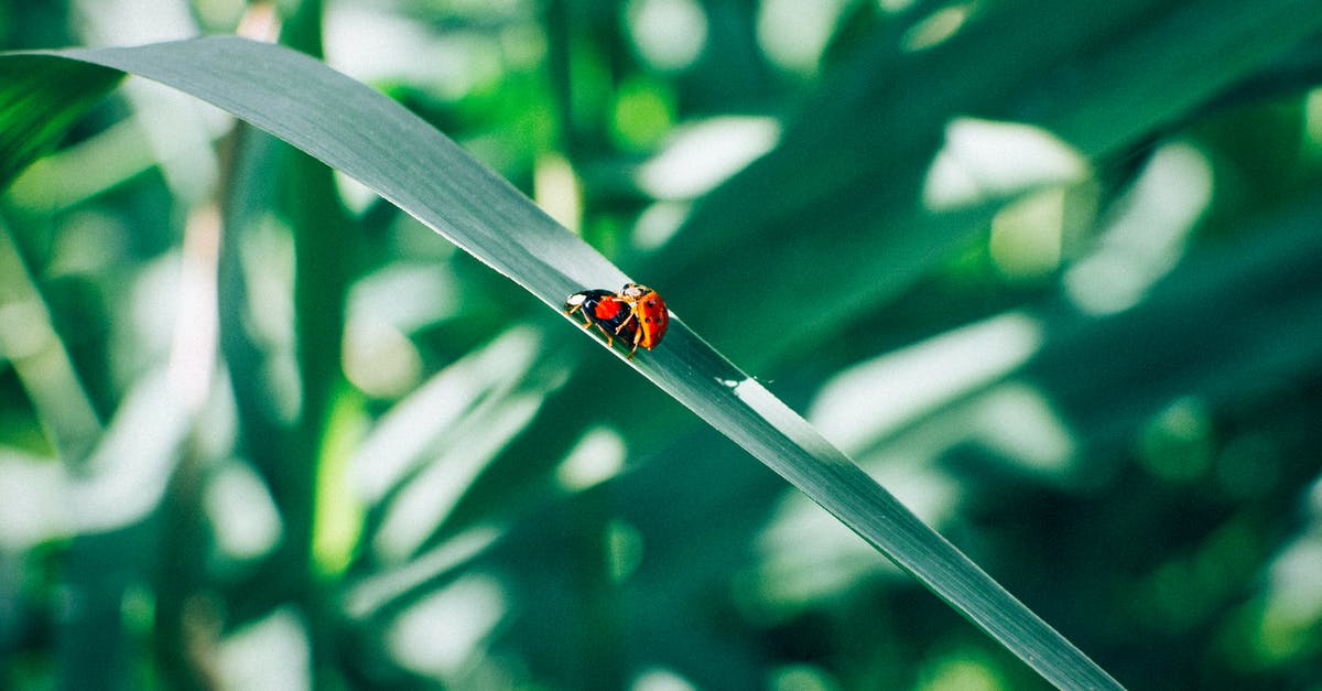 Day of the Tentacle Remastered iOS Lavergne Bug - Little ladybugs on long blade of grass growing in garden in countryside on summer day Day of the Tentacle Remastered iOS Lavergne Bug - Little ladybugs on long blade of grass growing in garden in countryside on summer day