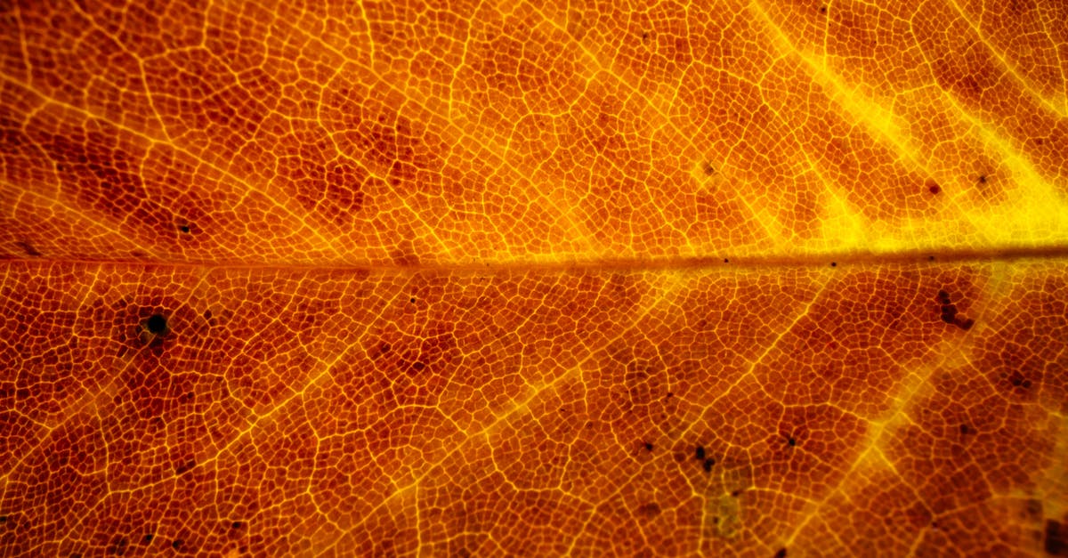 Dead Space 3 won't detect Mass Effect 3 save - Background of majestic texture of fallen leaf with tender veins in bright yellow color