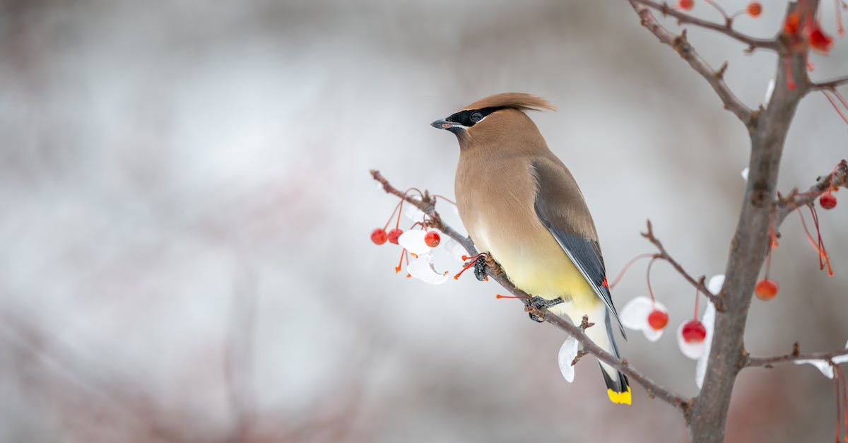 Dealing with pygmy superpigs in Angry Birds Epic? - Graceful cedar bird observing terrain from tree branch in winter forest