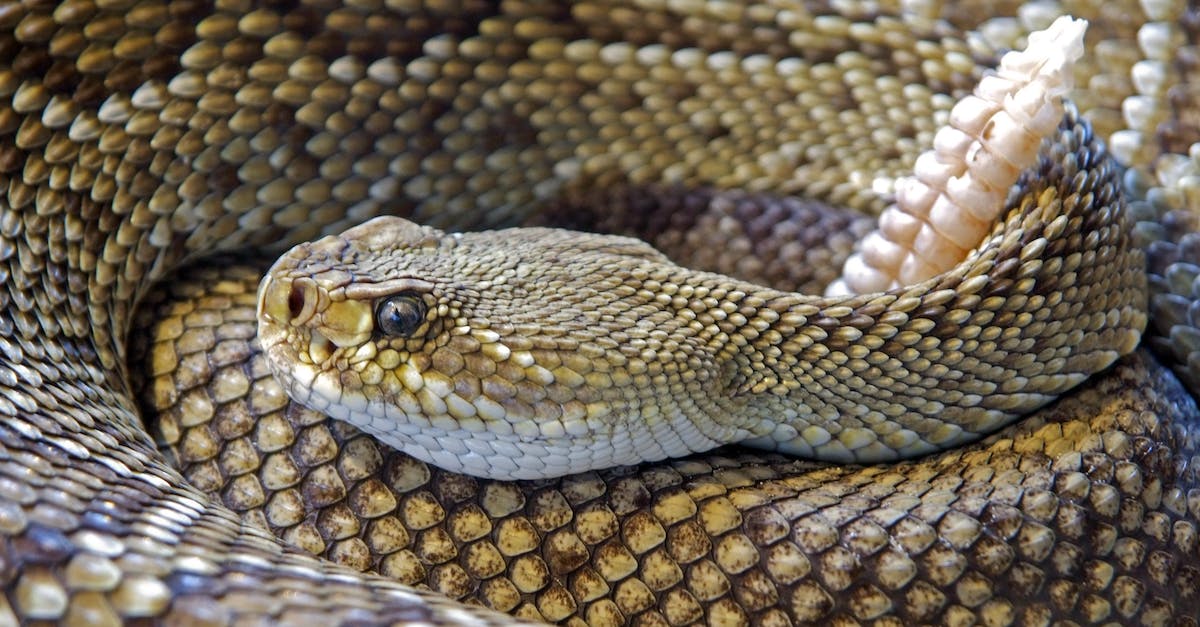 Dealing with stealth - Diamond Back Rattle Snake