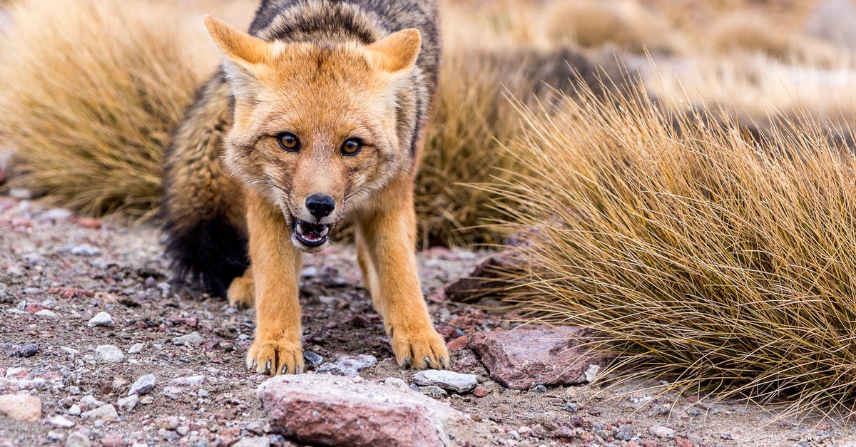 De-mining in Red Alert 1 - Scared fox on gravel ground near field in autumn De-mining in Red Alert 1 - Scared fox on gravel ground near field in autumn