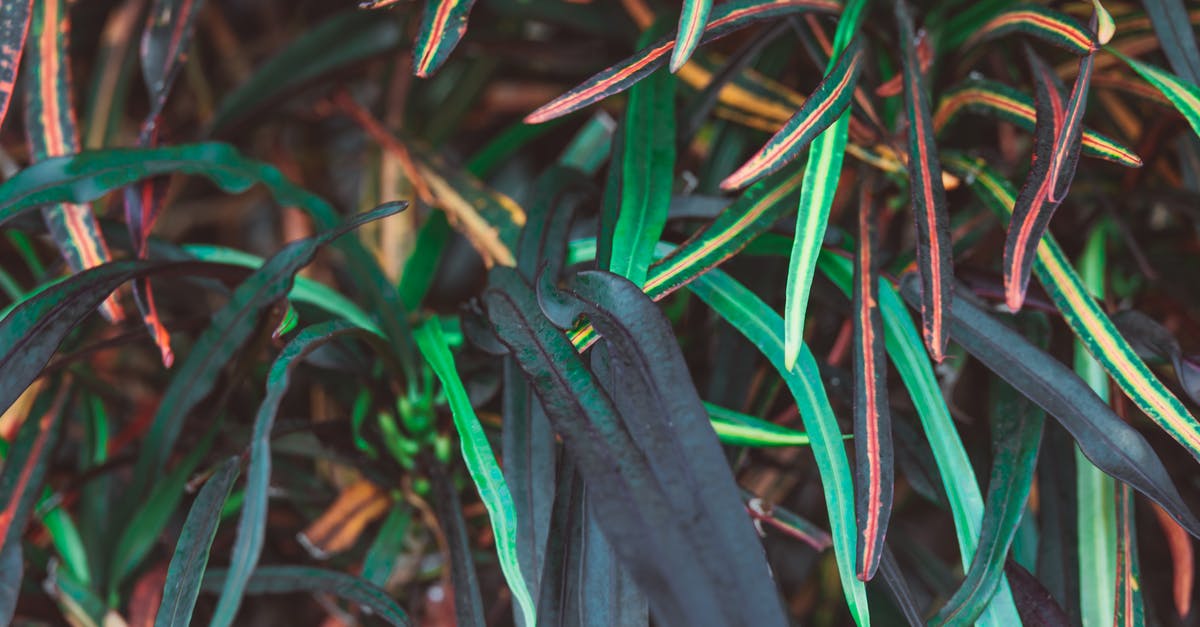 Detect for *crushed plants* - Free stock photo of abstract, agriculture, art Detect for *crushed plants* - Free stock photo of abstract, agriculture, art