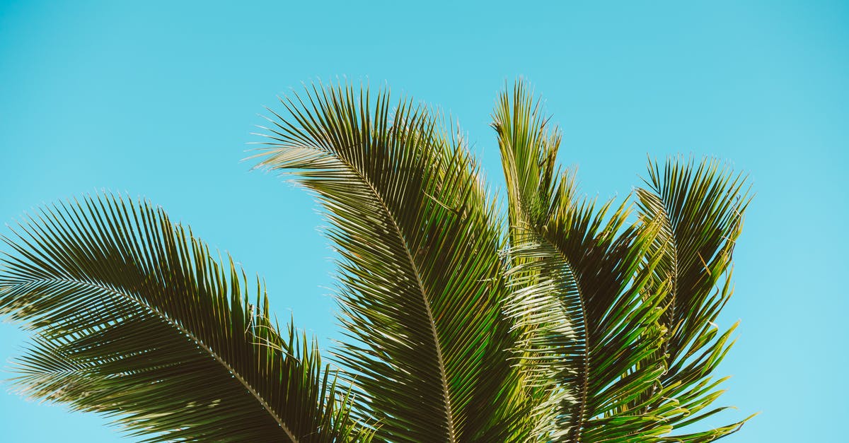 Detect for *crushed plants* - Free stock photo of beach, coconut, exotic Detect for *crushed plants* - Free stock photo of beach, coconut, exotic