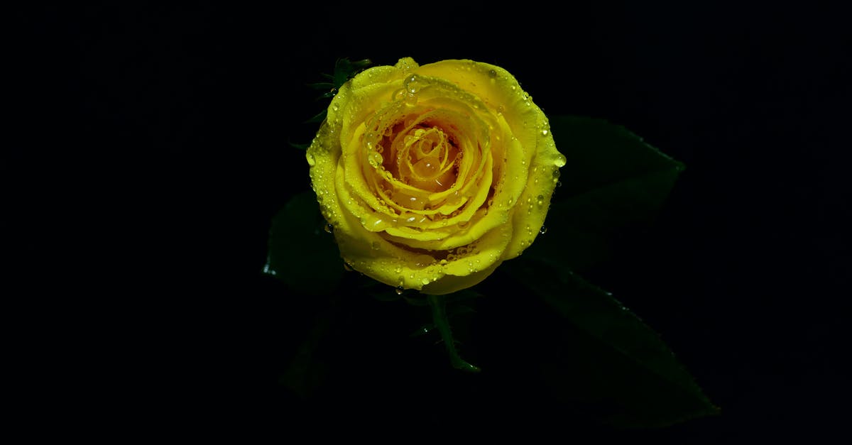 Diablo III - Imperial gem drops at level ~13? - Close-up Photo of Yellow Rose in Bloom