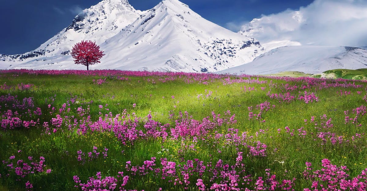 Did patch 1.3 change the Lone Wanderer perk? - Pink Flowers Near Mountain Covered by Snow