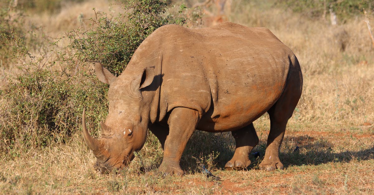 Difference between Logitech X56 H.O.T.A.S and H.O.T.A.S Rhino - Brown Rhino in Green Open Field