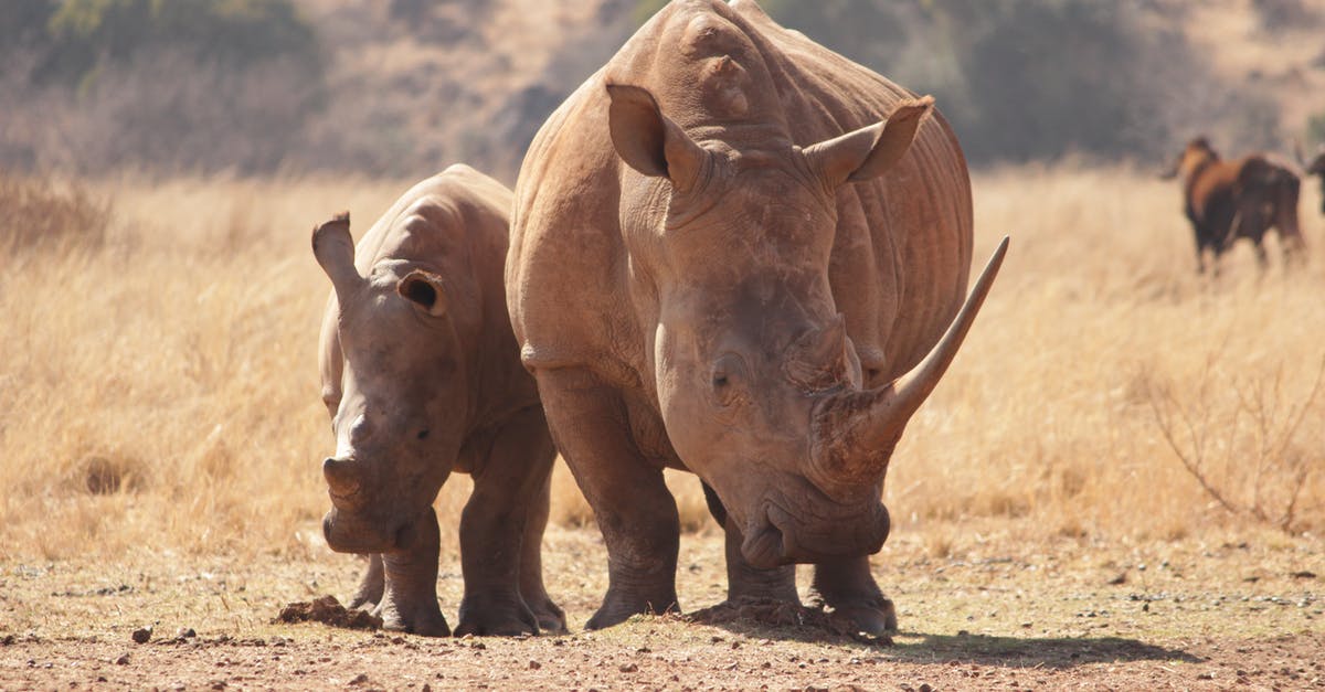 Difference between Logitech X56 H.O.T.A.S and H.O.T.A.S Rhino - Two Rhinoceros Walking On Brown Field
