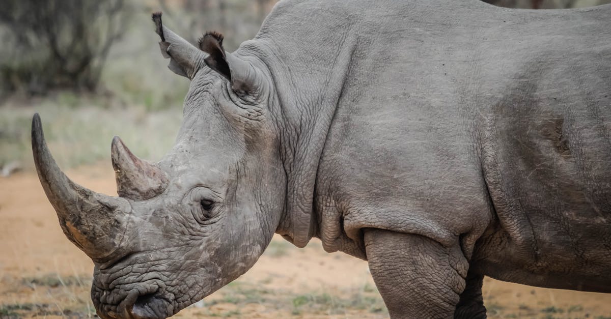 Difference between Logitech X56 H.O.T.A.S and H.O.T.A.S Rhino - Gray Rhinoceros in Close-up Photography