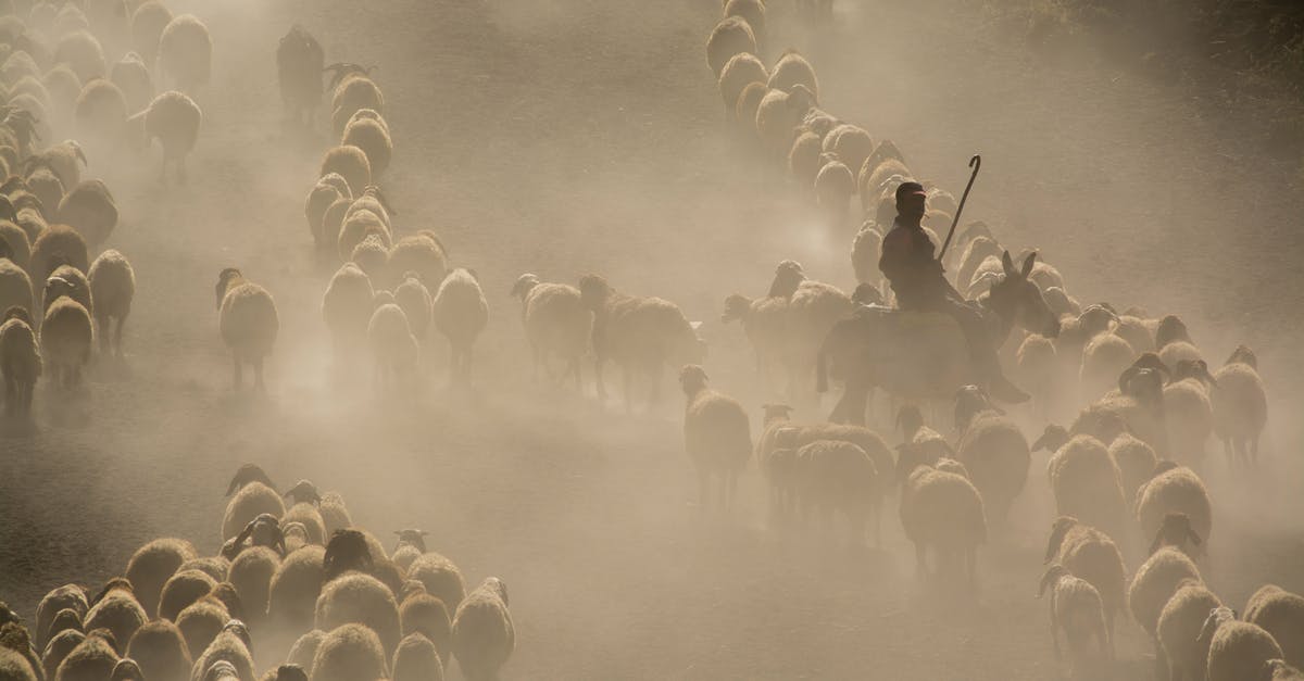 Dirt 3 doesn't launch on windows 7 64-bit - Photo of Herd of Sheep Dirt 3 doesn't launch on windows 7 64-bit - Photo of Herd of Sheep