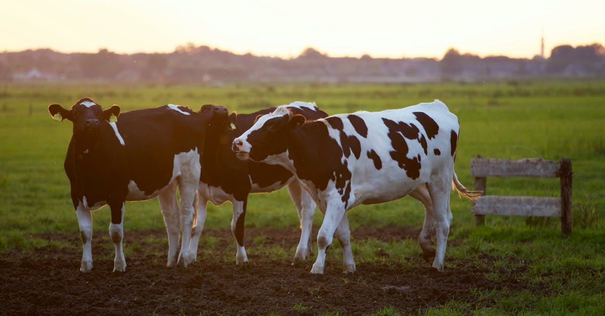 Dirt is turning into grass - Three Black-and-white Cows Dirt is turning into grass - Three Black-and-white Cows