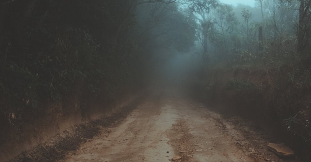 Dirt is turning into grass - Dirt Track Between Trees and Plants during Foggy Daytime Dirt is turning into grass - Dirt Track Between Trees and Plants during Foggy Daytime