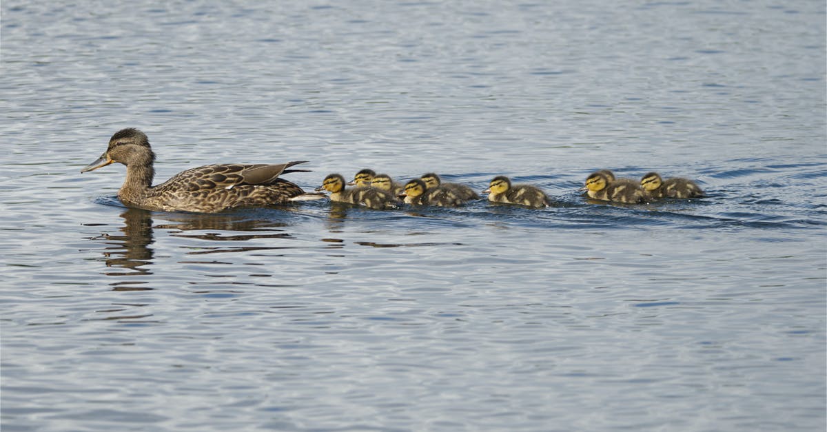 Disappeared follower glitch [duplicate] - Duck and ducklings