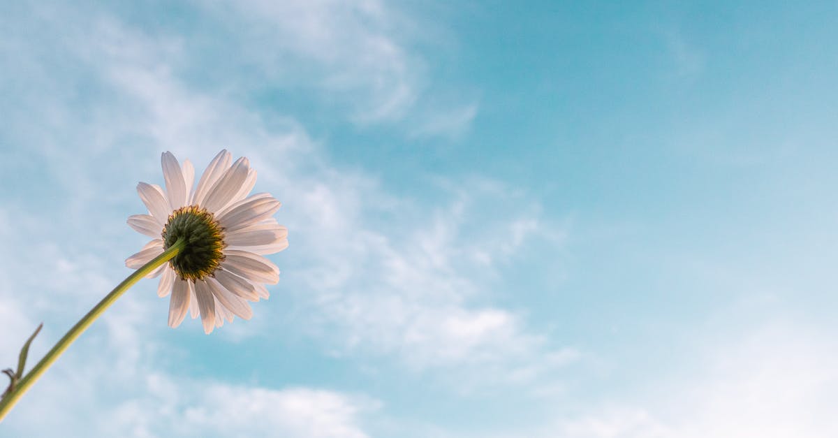 Do Adrenaline and Hope stack? - White Daisy Flower Bloom