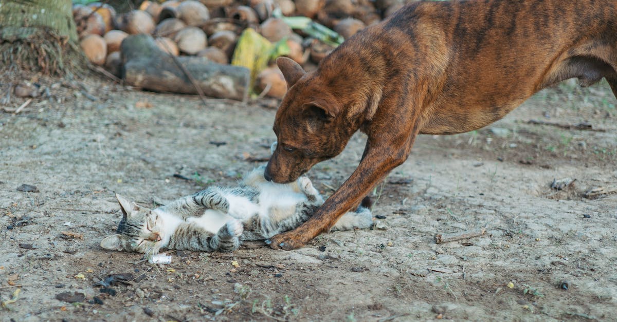 Do all pets deal damage? - Free stock photo of animal, cat, cute