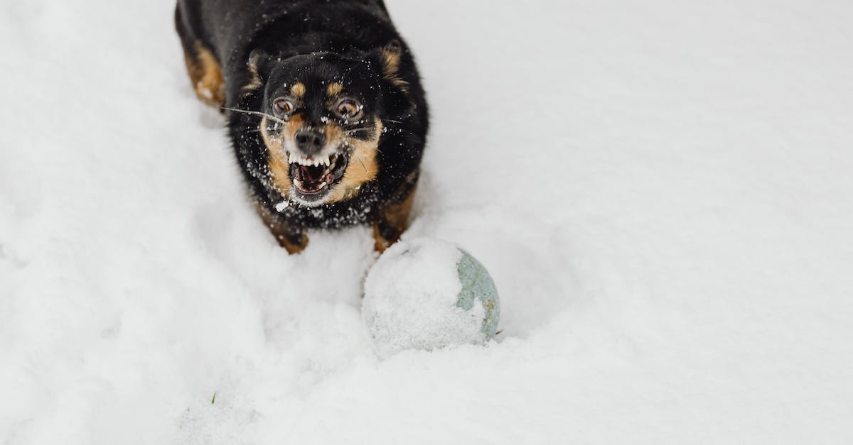 Do all pets deal damage? - Black and Tan Short Coat Medium Dog on Snow Covered Ground