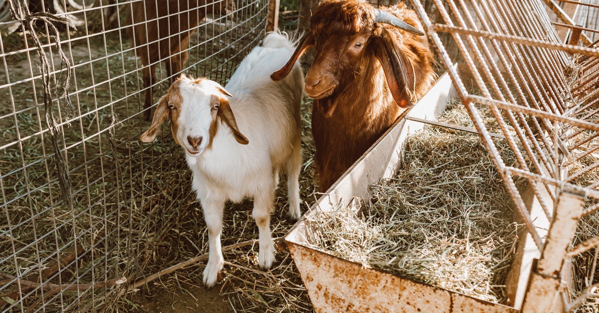 Do animals regenerate health? - Free stock photo of agriculture, barn, cage