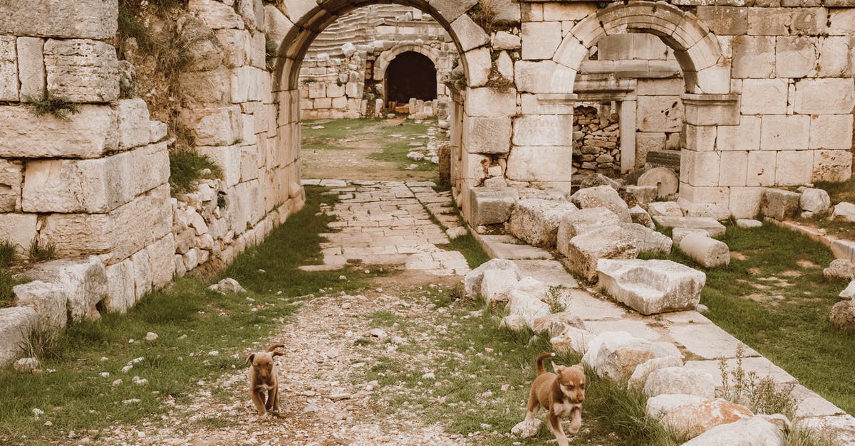Do animals regenerate health? - Brown Short Coated Dog on Green Grass