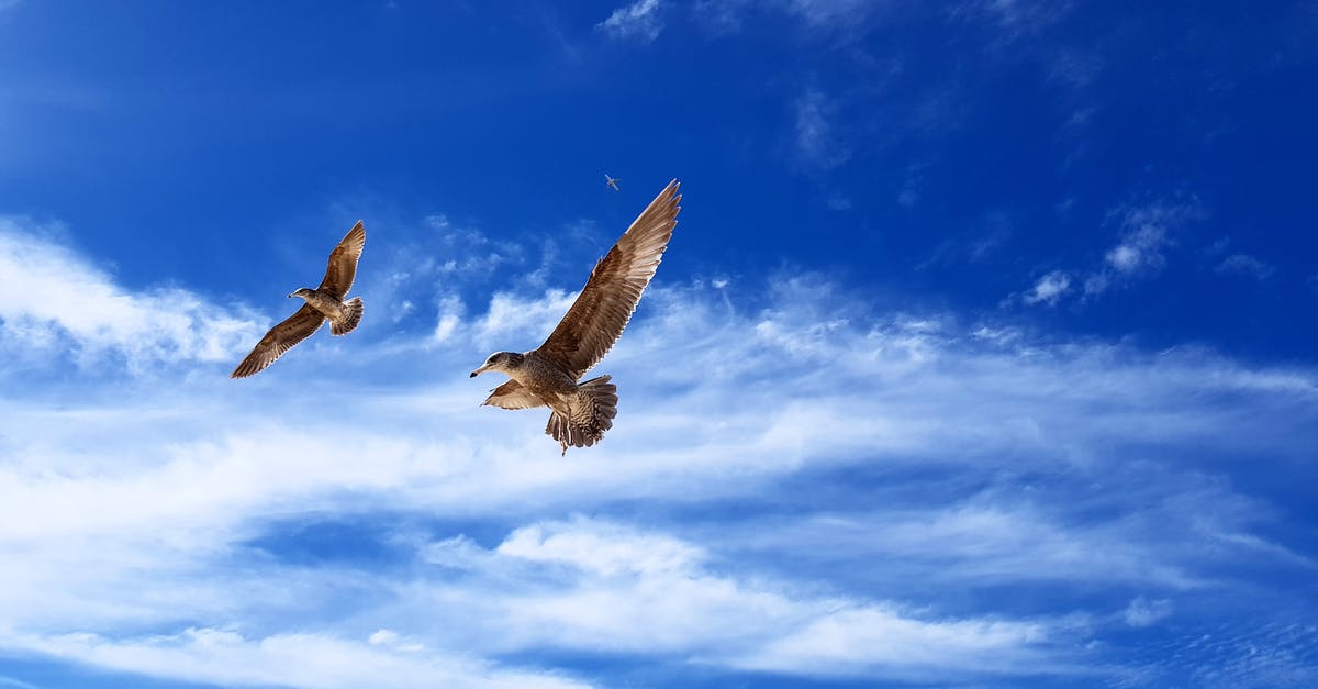 Do animals regenerate health? - Libertad