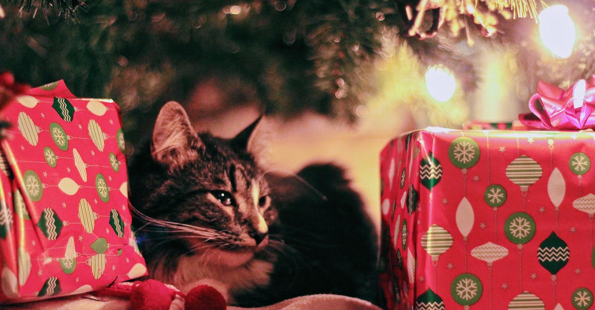 Do cats bring gifts according to their power? - Tabby Cat Lying Under Christmas Tree With Gifts