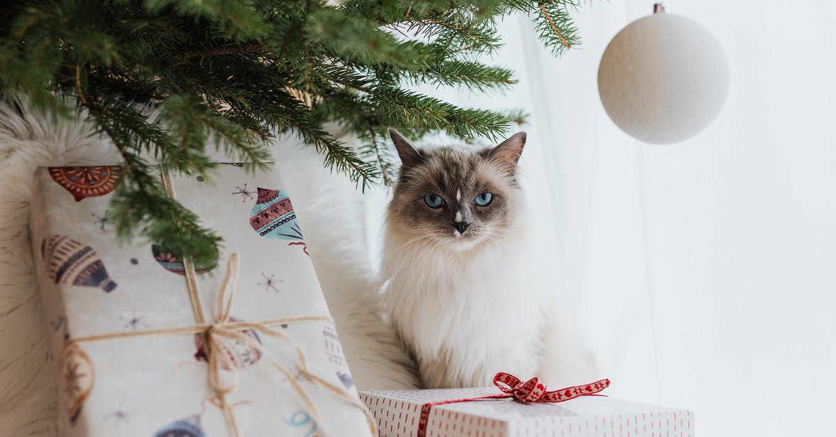 Do cats bring gifts according to their power? - A White Cat Under a Christmas Tree Near Gifts