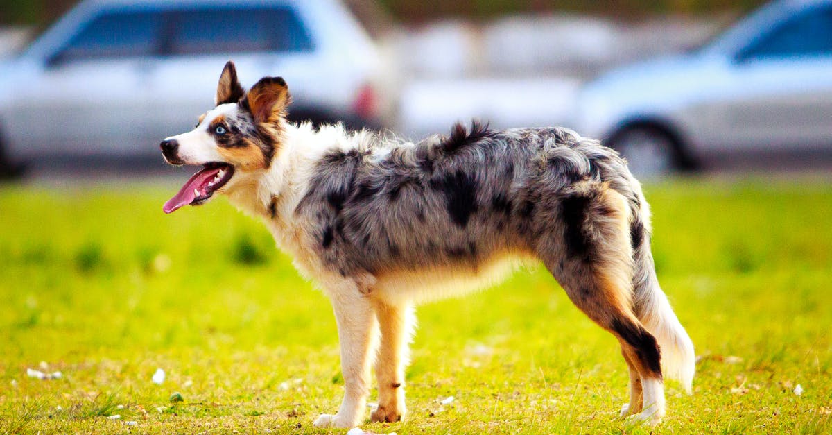 Do Chandra's lvl 3 abilities cost more loyalty than her lvl 2 abilities? - Adult Blue Merle Australian Shepherd on Grass Field