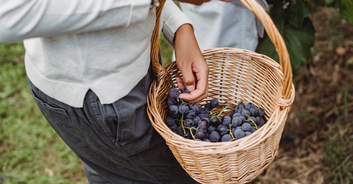 Do characters from the World of Warcraft: Starter Edition carry over to the full game? - Anonymous ethnic woman carrying basket with grapes Do characters from the World of Warcraft: Starter Edition carry over to the full game? - Anonymous ethnic woman carrying basket with grapes