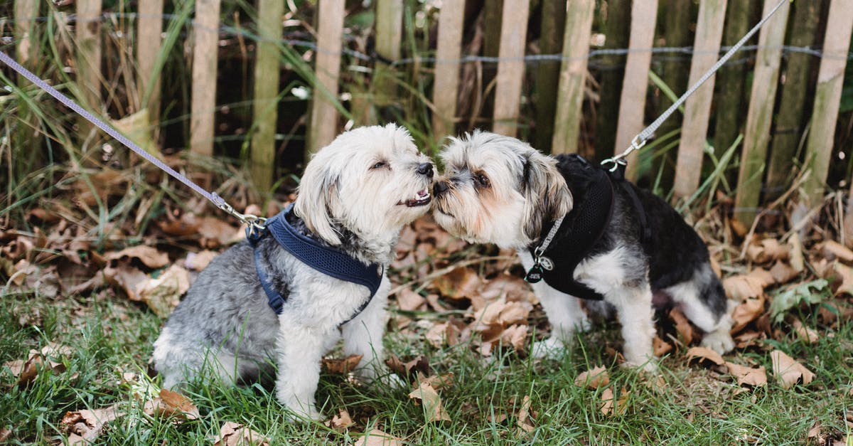 Do citizens want different kind of parks? - Adorable dogs spending time outside Do citizens want different kind of parks? - Adorable dogs spending time outside