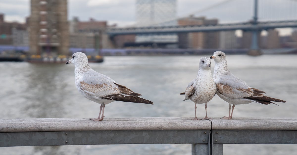 Do creatures spawn at rails? - Flock of seagulls siting on metal handrail near rippling water on street against bridge and buildings on blurred background in city Do creatures spawn at rails? - Flock of seagulls siting on metal handrail near rippling water on street against bridge and buildings on blurred background in city