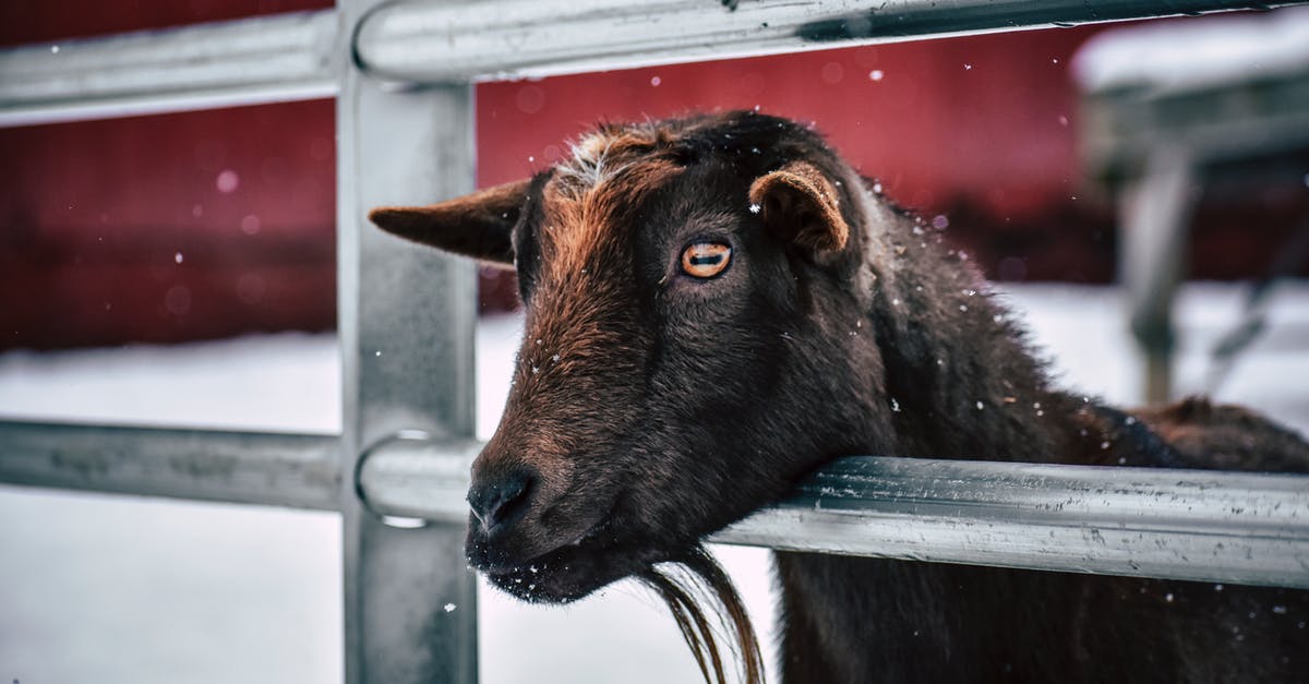 Do creatures spawn at rails? - Little brown goat with beard in corral standing at metal railing on farm on winter day Do creatures spawn at rails? - Little brown goat with beard in corral standing at metal railing on farm on winter day