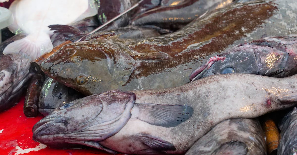 Do dead dwellers require food and water? - Gray Fish on Red Table Top Do dead dwellers require food and water? - Gray Fish on Red Table Top