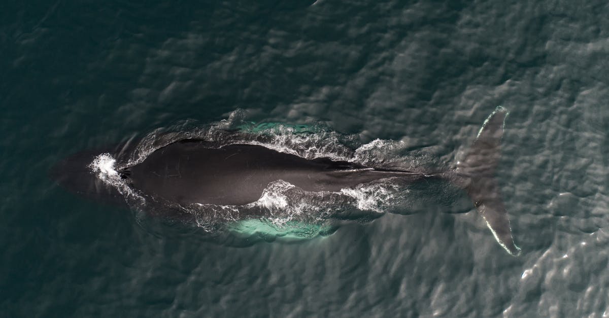 Do Demon Hunter sentries benefit from Big Bad Voodoo? - Aerial view of magnificent whale migrating to warmer waters in dark green peaceful ocean on sunny day