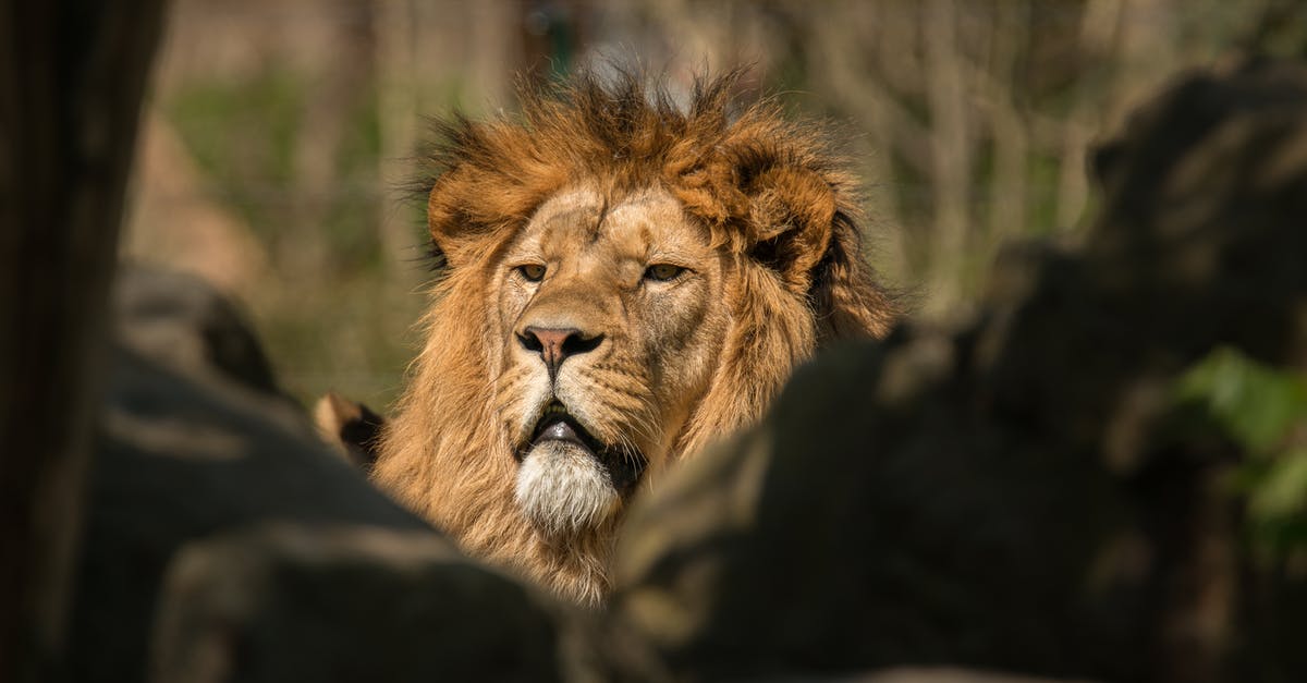 Do Demon Hunter sentries benefit from Big Bad Voodoo? - From below of large endangered animal dangerous lion lying on ground in park Do Demon Hunter sentries benefit from Big Bad Voodoo? - From below of large endangered animal dangerous lion lying on ground in park