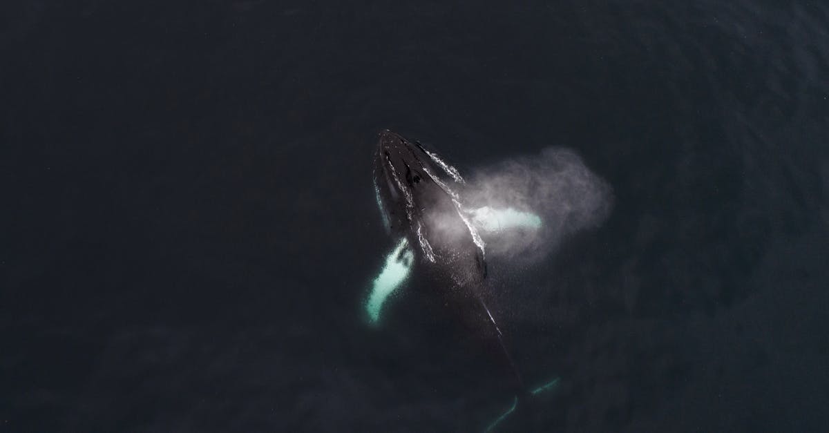 Do Demon Hunter sentries benefit from Big Bad Voodoo? - Amazing drone view of huge Humpback whale traveling in dark sea waters and spraying water over back Do Demon Hunter sentries benefit from Big Bad Voodoo? - Amazing drone view of huge Humpback whale traveling in dark sea waters and spraying water over back
