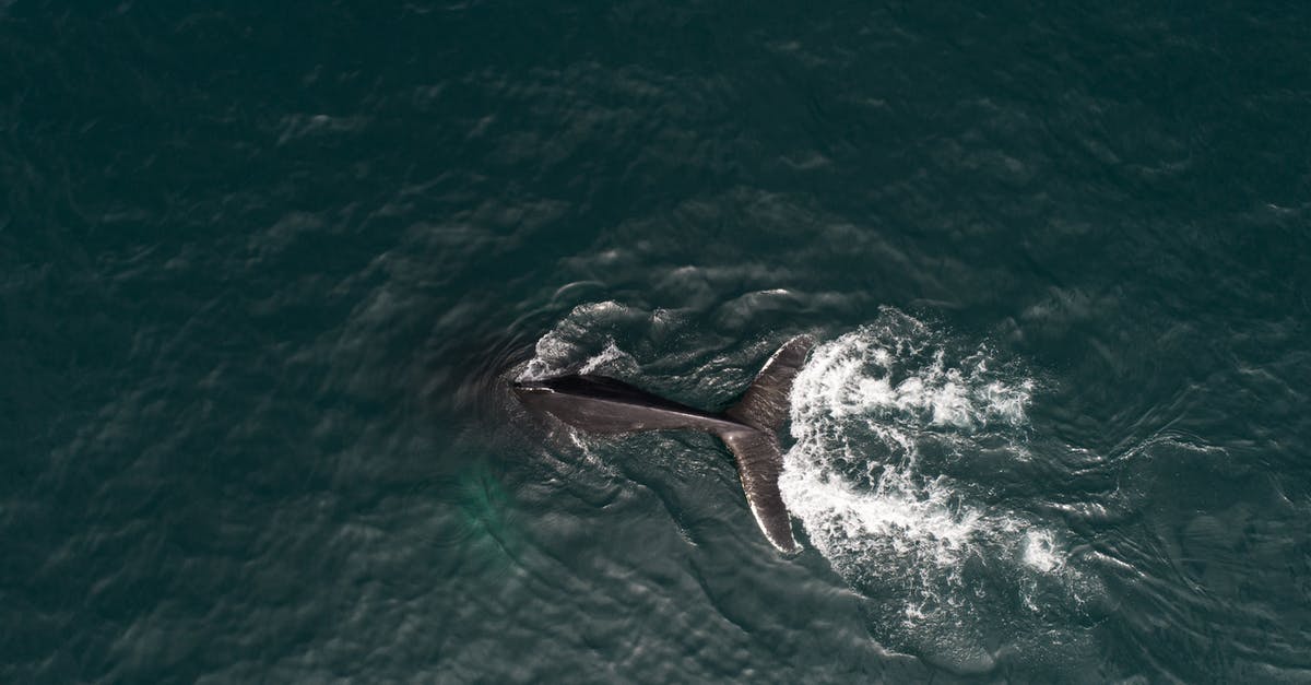 Do Demon Hunter sentries benefit from Big Bad Voodoo? - Aerial view of whale diving in ocean Do Demon Hunter sentries benefit from Big Bad Voodoo? - Aerial view of whale diving in ocean