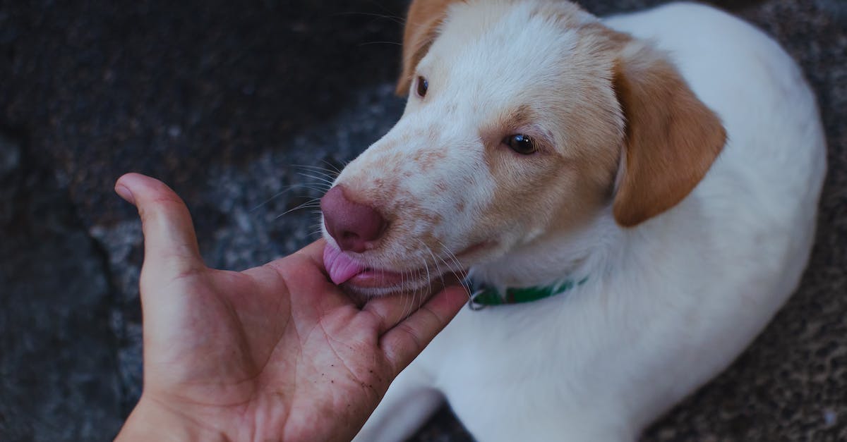 Do Dilos reproduce when they are domesticated? - Person Holding the Chin of White Dog Do Dilos reproduce when they are domesticated? - Person Holding the Chin of White Dog