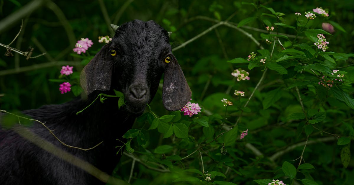 Do Dilos reproduce when they are domesticated? - Black Short Coated Dog Surrounded by Green Plants Do Dilos reproduce when they are domesticated? - Black Short Coated Dog Surrounded by Green Plants
