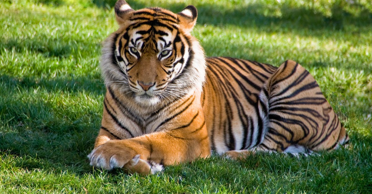 Do dispositions really affect the game? What are the reactions to dispositions? - Tiger lying on green grass Do dispositions really affect the game? What are the reactions to dispositions? - Tiger lying on green grass