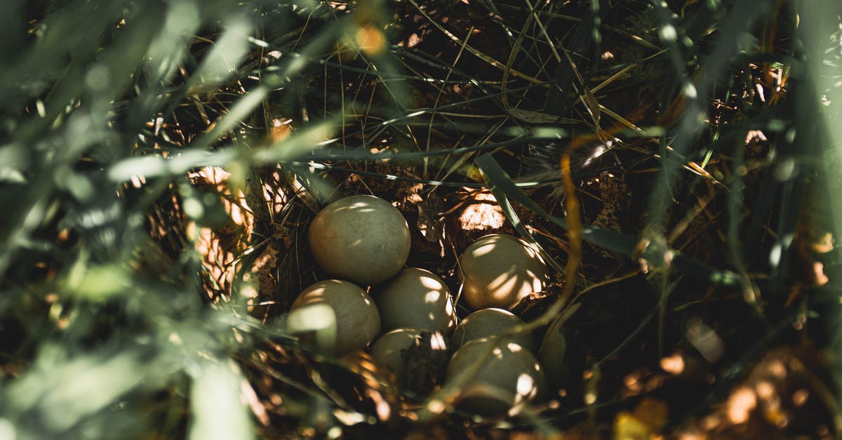Do eggs incubate if catching while walking? - 
A Close-Up Shot of Eggs on a Bird Nest