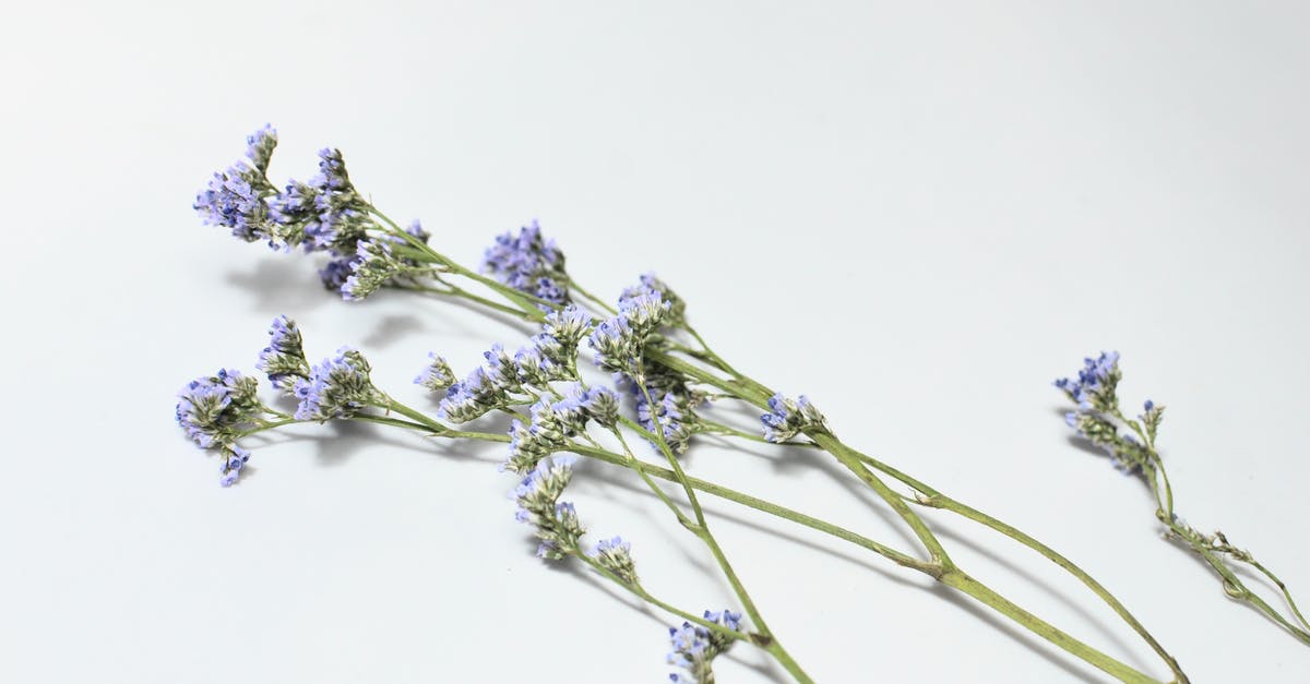 Do fade touched enchantments stack? - From above of lavender flowers on green long stems with small purple petals placed on white background in light studio Do fade touched enchantments stack? - From above of lavender flowers on green long stems with small purple petals placed on white background in light studio