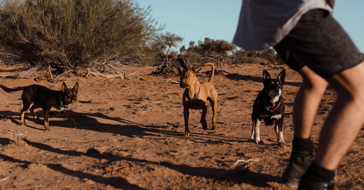 Do GBA cartridge batteries run dry after some time? - Group of medium size dogs with short fur running to crop man in casual clothes in sandy area in daytime