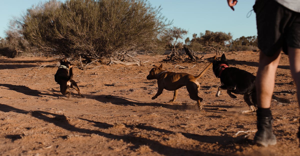 Do GBA cartridge batteries run dry after some time? - Group of dogs running away from man on sand