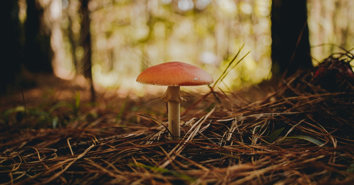 Do I actually only have 3 days to save Miller? - Small mushroom among trees and grass on blurred background of woods on sunny day Do I actually only have 3 days to save Miller? - Small mushroom among trees and grass on blurred background of woods on sunny day