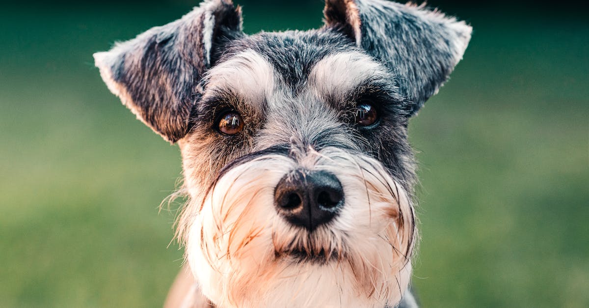 Do I gain fame when my pet kills mini-bosses? - Black and White Long Coated Small Sized Dog