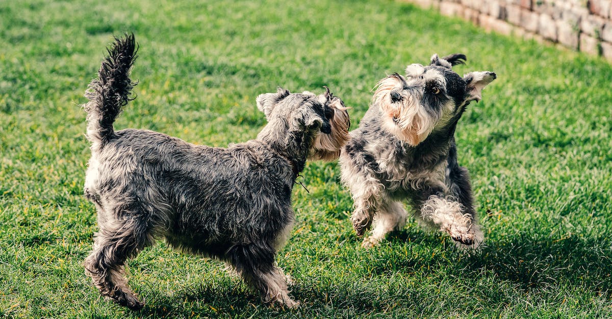 Do I gain fame when my pet kills mini-bosses? - Two Small Dog On A Green Grass Field