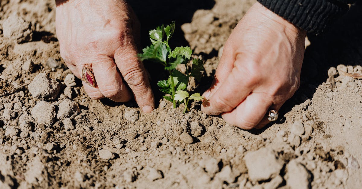 Do I get a refund for parts that land on rails? - From above of crop faceless female gardener planting seedling during work in countryside