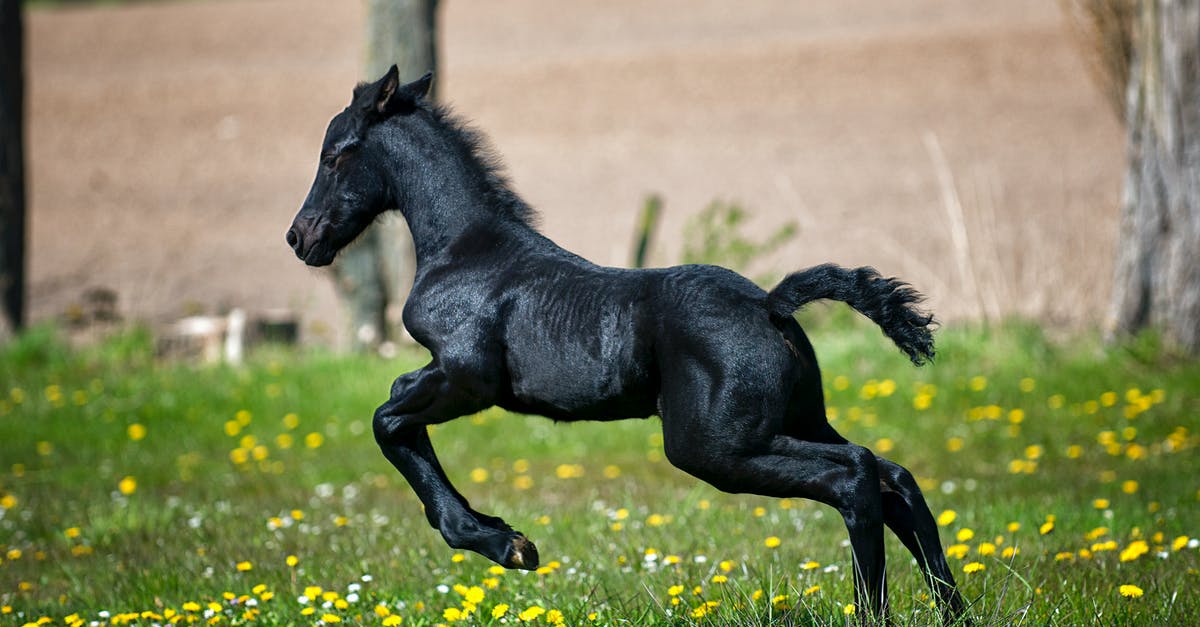 Do I need a barn for each animal type? - Black Horse Running on Grass Field With Flowers